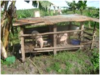 As part of our programmes, here is piggery farm ;with two pigs for economical growth- we need support